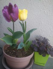 赤ちゃんの目はどう発達していくの？