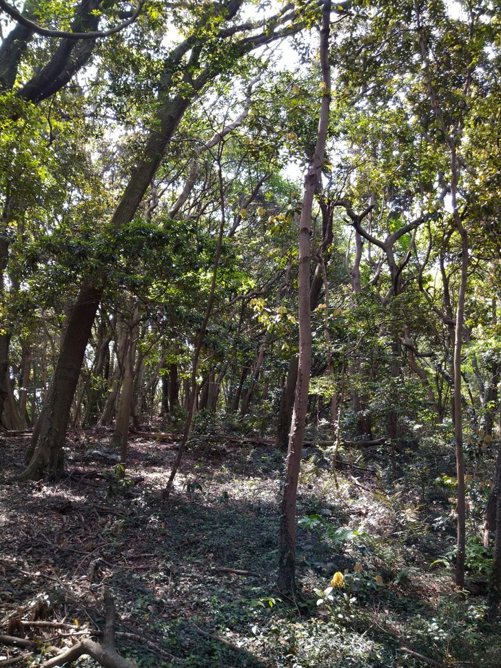 教室再開のお知らせ