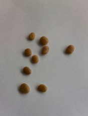 ねずみのこばん