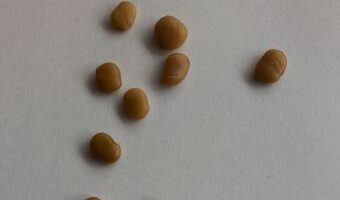 ねずみのこばん