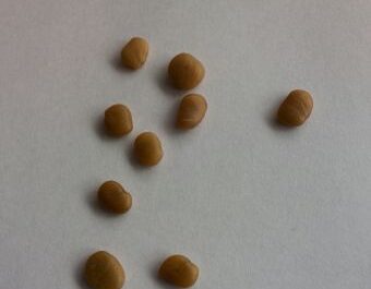 ねずみのこばん