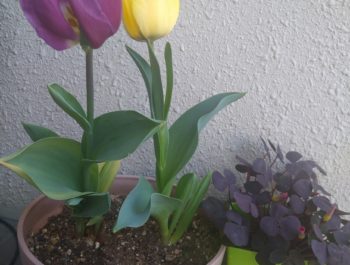 赤ちゃんの目はどう発達していくの？