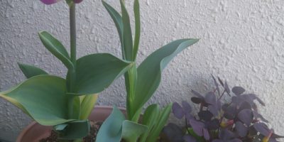 赤ちゃんの目はどう発達していくの？